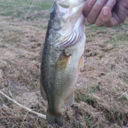 ラージマウスバス