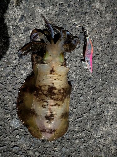 アオリイカの釣果