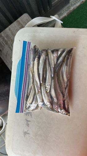 ワカサギの釣果