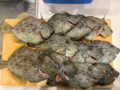 カワハギの釣果