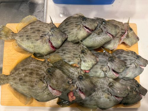 カワハギの釣果