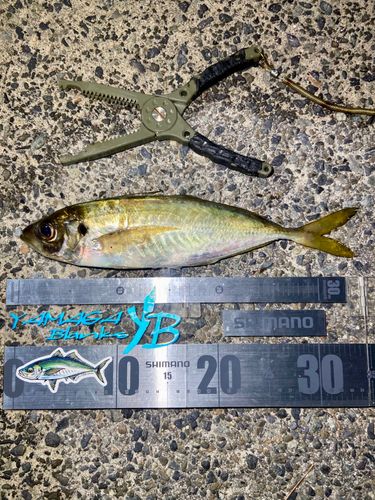 マアジの釣果