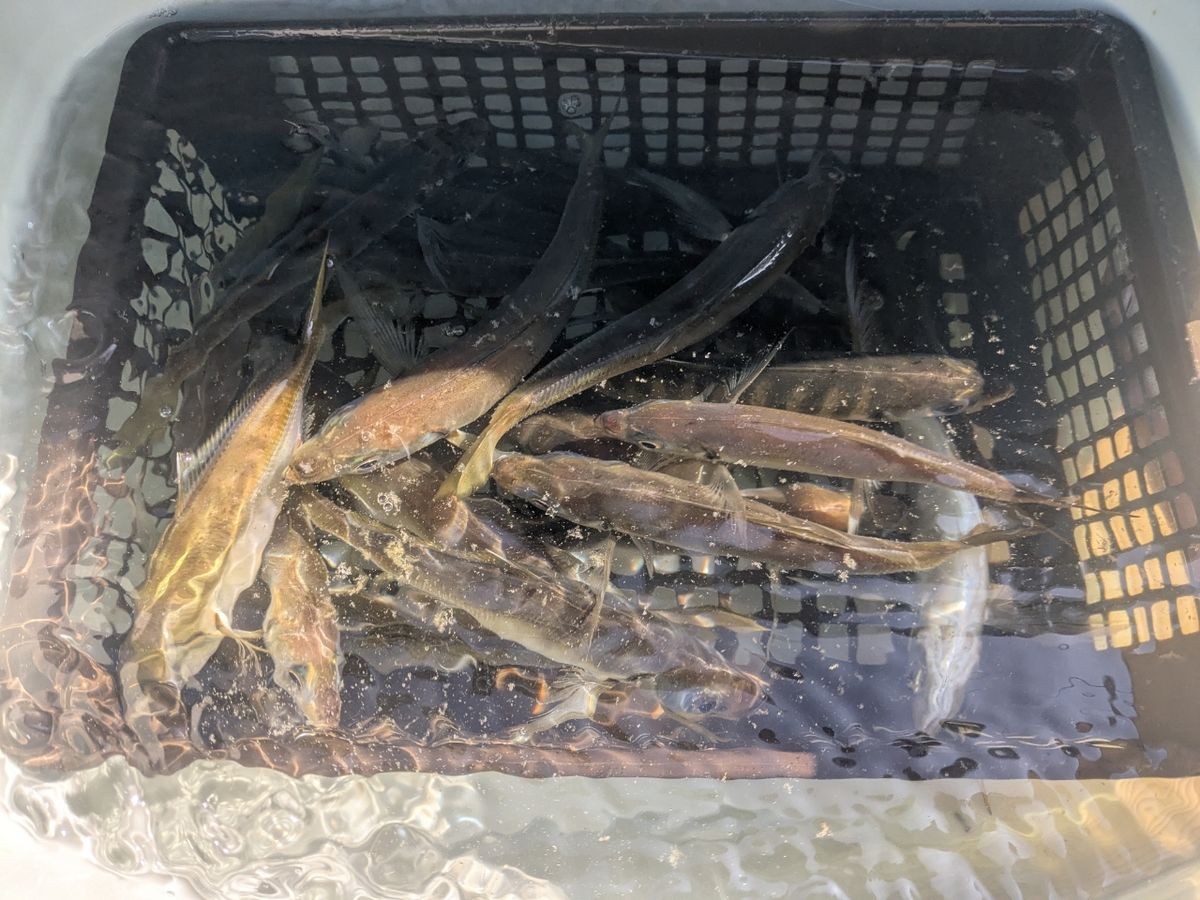 アングラー0139596アキャリさんの釣果 1枚目の画像