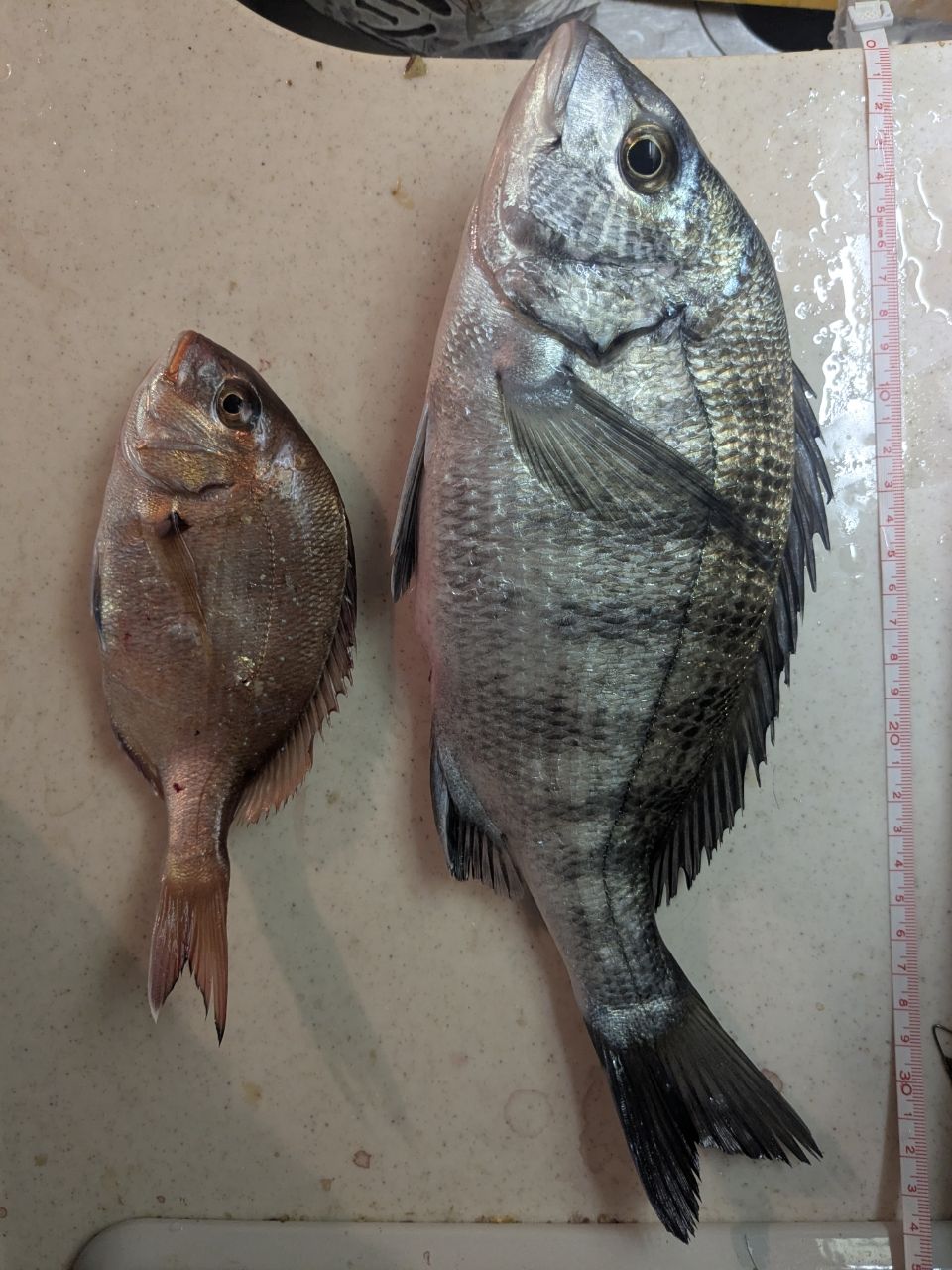 アングラー0139596アキャリさんの釣果 2枚目の画像