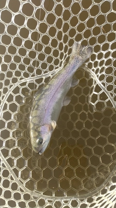 レインボートラウトの釣果