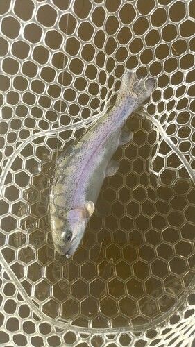 レインボートラウトの釣果