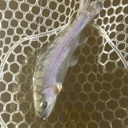 レインボートラウト