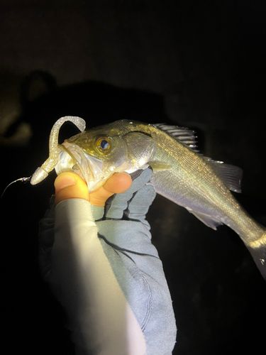 セイゴ（マルスズキ）の釣果
