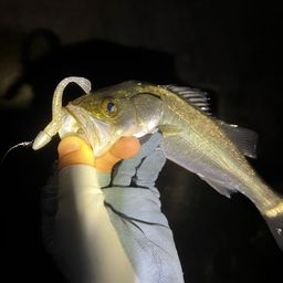 セイゴ（マルスズキ）