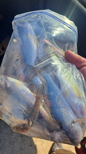 イシモチの釣果