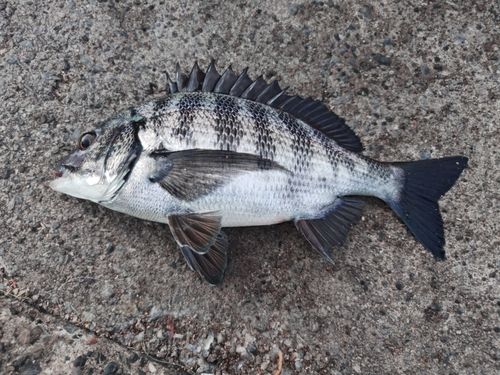 本牧海づり施設