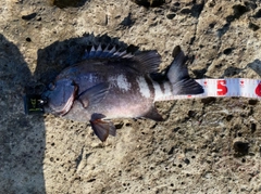 イシダイの釣果