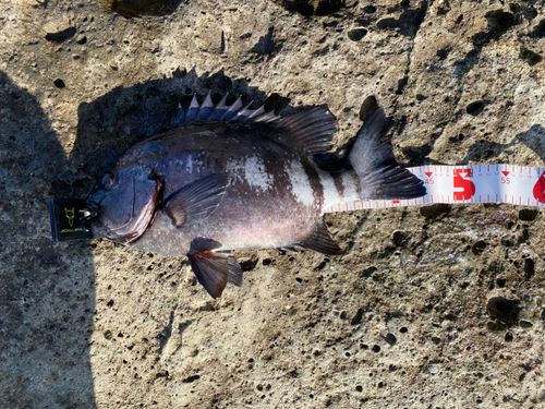 イシダイの釣果