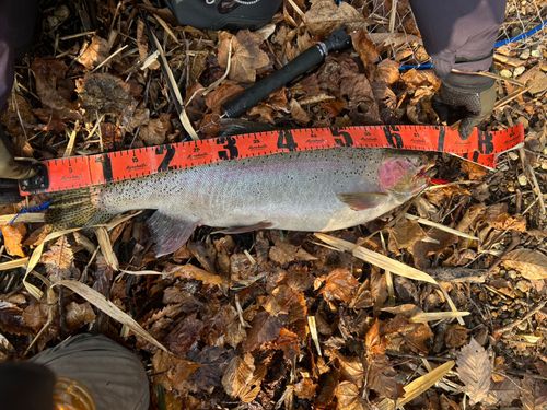 ニジマスの釣果