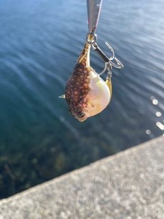 クサフグの釣果