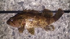 ベッコウゾイの釣果