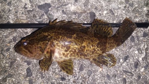 ベッコウゾイの釣果