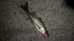 セイゴ（ヒラスズキ）の釣果