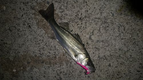 セイゴ（ヒラスズキ）の釣果