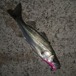 セイゴ（ヒラスズキ）