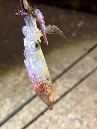 ヒイカの釣果