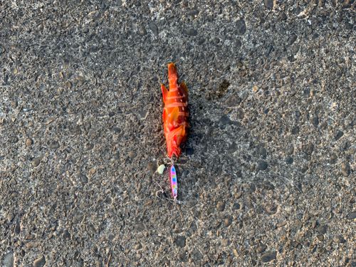 アカハタの釣果