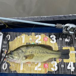 ラージマウスバス