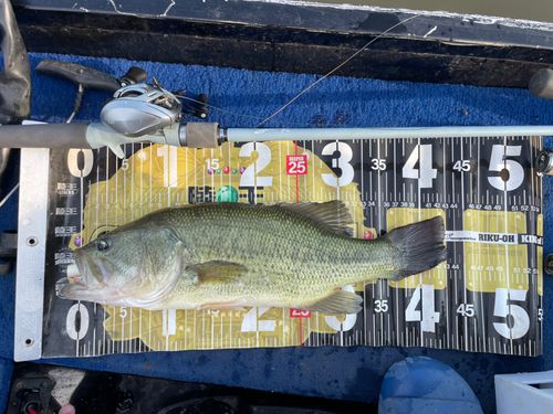 ラージマウスバスの釣果