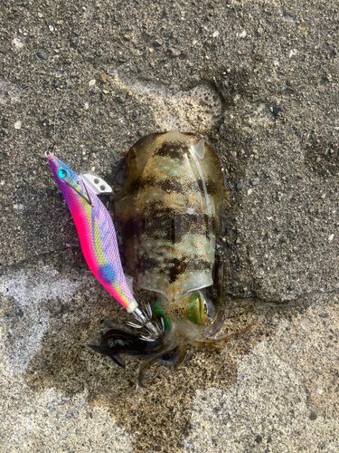 アオリイカの釣果