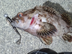 オウゴンムラソイの釣果