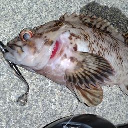 オウゴンムラソイ