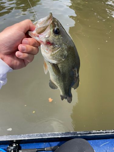 ラージマウスバスの釣果