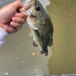 ラージマウスバス