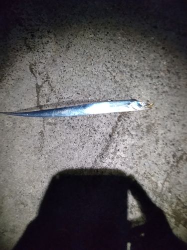 タチウオの釣果