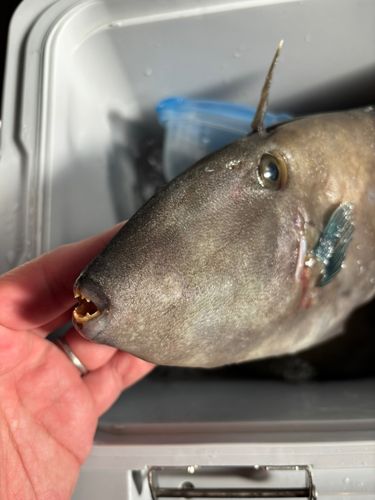 カワハギの釣果