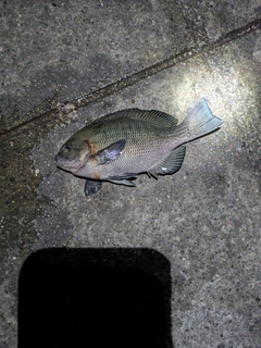 クチブトグレの釣果