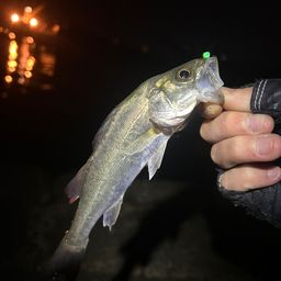 セイゴ（マルスズキ）