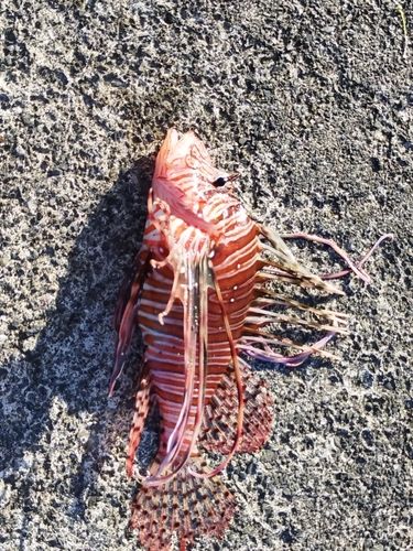 ハナミノカサゴの釣果