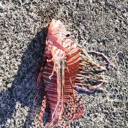 ハナミノカサゴ