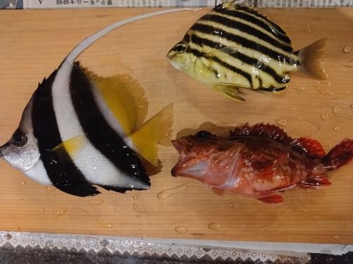 カサゴの釣果