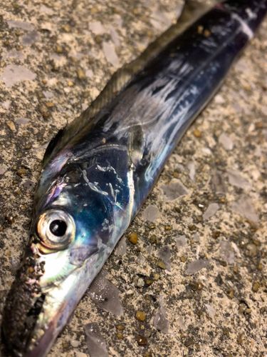 タチウオの釣果