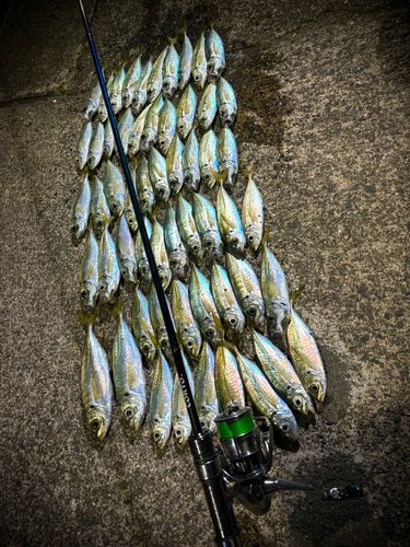 アジの釣果