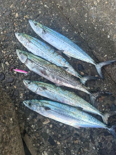 泉佐野食品コンビナート