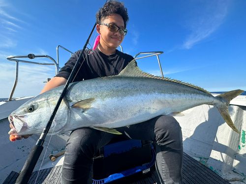 ヒラマサの釣果