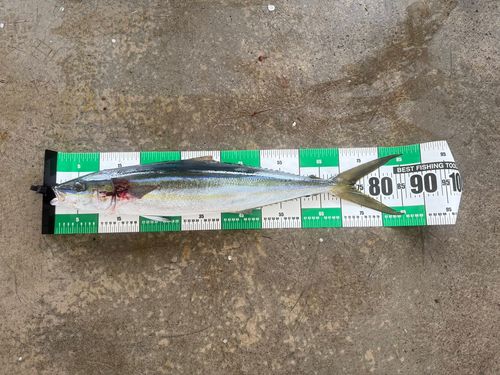 ツムブリの釣果