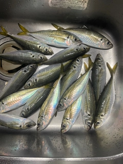 アジの釣果