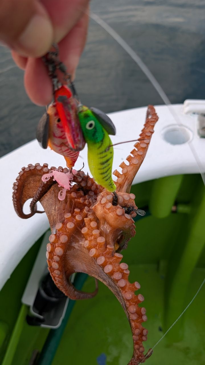 おざくん さんの 2025年12月01日のタコの釣り・釣果情報(神奈川県