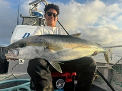 ヒラマサの釣果