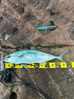 ヒラマサの釣果