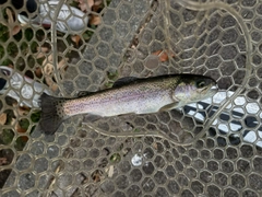 ニジマスの釣果